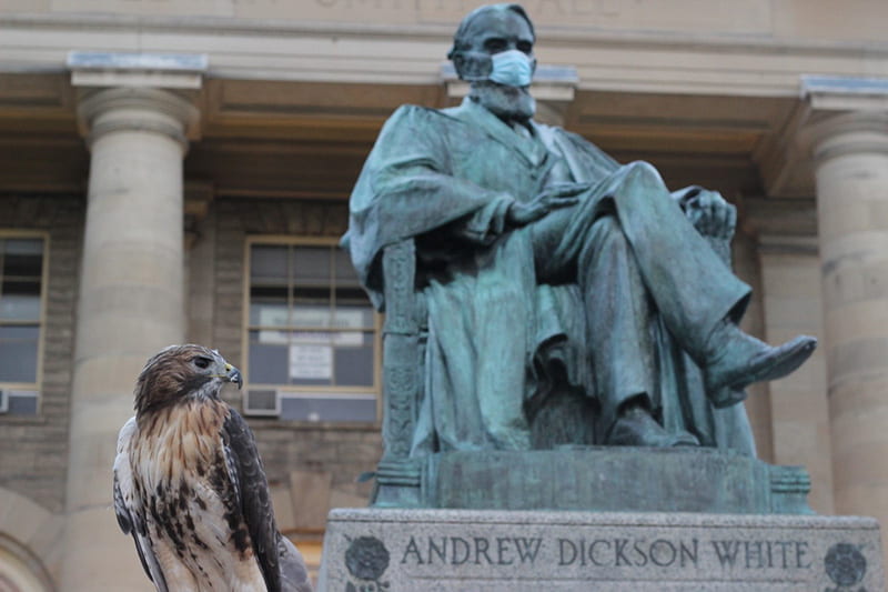 A photograph of a E3, a red-tailed hawk, sitting on the base of the A. D. White statue.