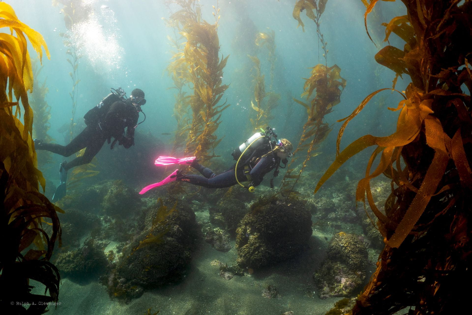 Two divers in full scuba gear swim in blue green waters surrounded by giant kelp. 